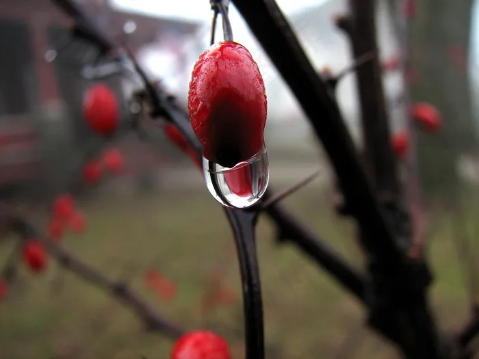 雪中红梅,红梅花,红梅,梅花,木棉树,折射