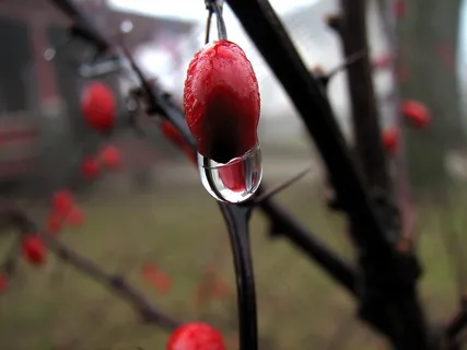 雪中红梅,红梅花,红梅,梅花,木棉树,折射