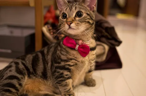 刺青,美国短毛猫,豹猫,短毛家猫,狸花猫,蒙奇金 刺青,美国短毛猫,豹猫,短毛家猫,狸花猫,蒙奇金