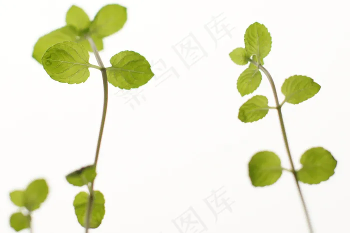 四叶草,树叶,幸运草,叶子,三叶草,薄荷