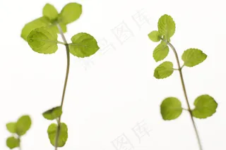 四叶草,树叶,幸运草,叶子,三叶草,薄荷