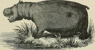 图片取自“非洲南部的旅行和冒险”（1827年）第324页