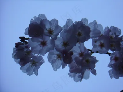 植物,葡萄,梧桐花,樱桃花,日本晚樱,今天我回家的路上一切都在滴。 植物,葡萄,梧桐花,樱桃花,日本晚樱,今天我回家的路上一切都在滴。
