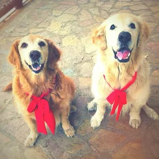 金毛/金毛寻回犬,玩具,小狗,卡通动漫人物,黄金猎犬,情人节快乐❤❤