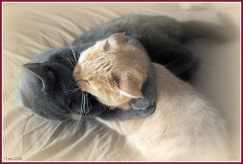 麦卡丹和夏洛特