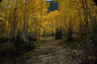 2008年9月秋天亚斯本照片