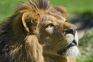 狮子,鸟类,油画,图画,卡通动漫人物,公狮子抬头