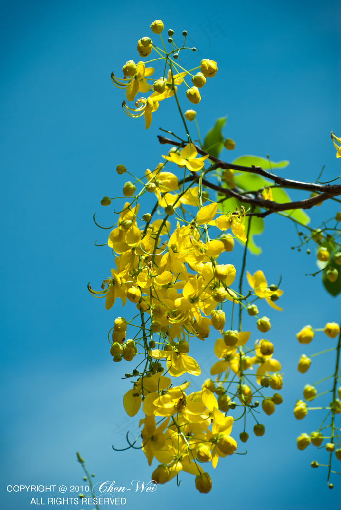 植物,花卉,树,腊肠树,黄槐,DSC_8718.jpg
