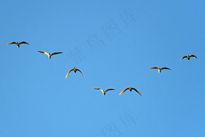 飞机,海鸥,扎龙,湖泊,白鹤,七只飞翔的鸟