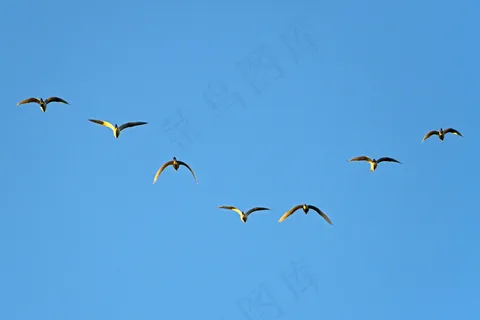 飞机,海鸥,扎龙,湖泊,白鹤,七只飞翔的鸟 飞机,海鸥,扎龙,湖泊,白鹤,七只飞翔的鸟