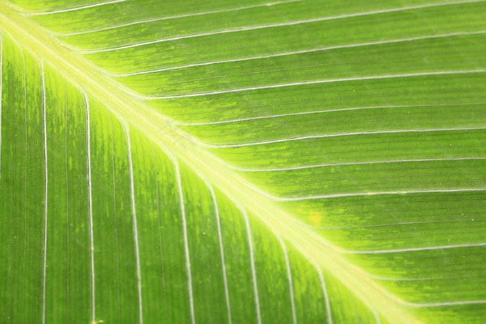 叶子,芭蕉叶,紫露草属,蒲葵,树叶,叶/叶（は）