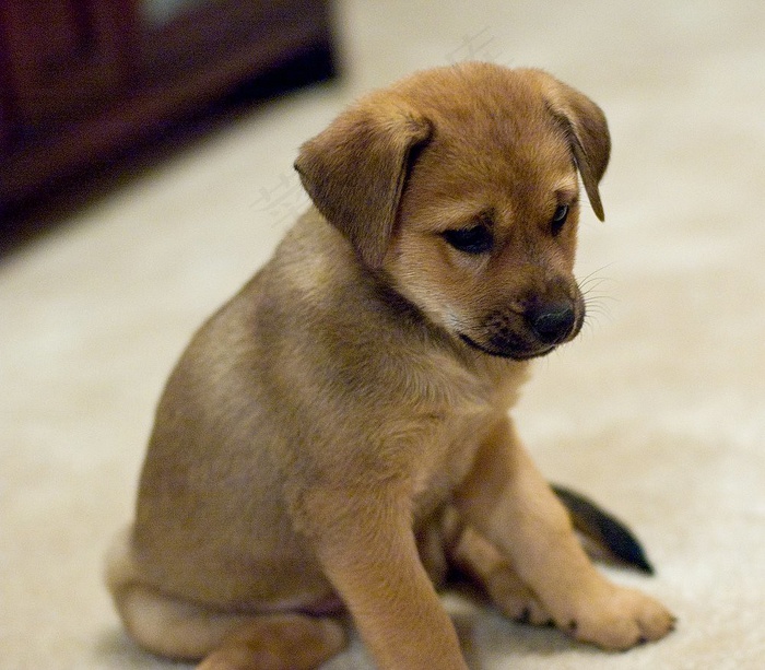 狗,拉不拉多,中华田园犬,金毛犬,黄金猎犬,克莱尔