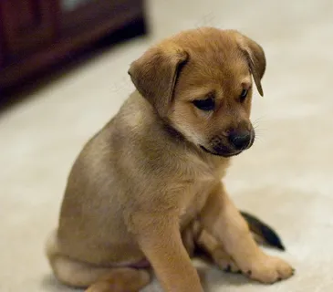 狗,拉不拉多,中华田园犬,金毛犬,黄金猎犬,克莱尔 狗,拉不拉多,中华田园犬,金毛犬,黄金猎犬,克莱尔