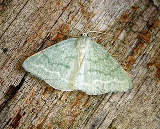 [1665]草绿宝石（Pseudoterpna pruinata）