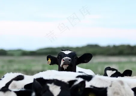 乳牛,工艺品,,娟珊牛,牛 乳牛,工艺品,,娟珊牛,牛
