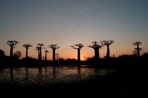 面包树,猴面包树,波巴布树,树,天空,猴面包树大道