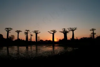 面包树,猴面包树,波巴布树,树,天空,猴面包树大道