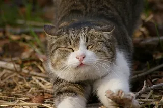 猫,挪威森林猫,美国短毛猫,狸花猫,花卉,猫的打哈欠