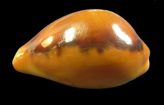 地质岩石土壤,吊坠,货贝,黄宝螺,工艺品,斜纹夜蛾