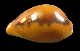 地质岩石土壤,吊坠,货贝,黄宝螺,工艺品,斜纹夜蛾