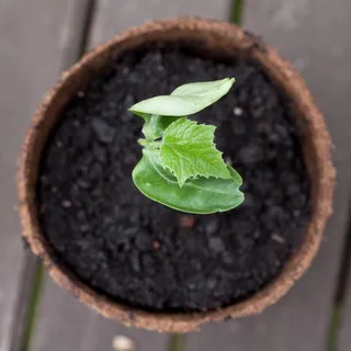 植物,盆栽植物,嫩芽,菜苗,多肉植物,黄瓜 植物,盆栽植物,嫩芽,菜苗,多肉植物,黄瓜