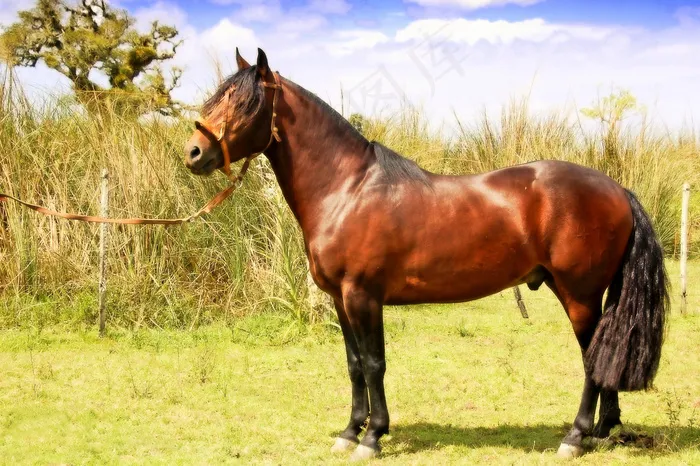 汗血马,阿拉伯马,单座二轮马车,伊犁马,蒙古马,Zidane da Baronesa