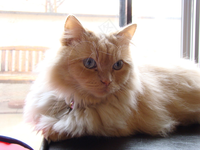 玩具,小狗,波斯猫,狮子猫,猫,滑块前的Mia