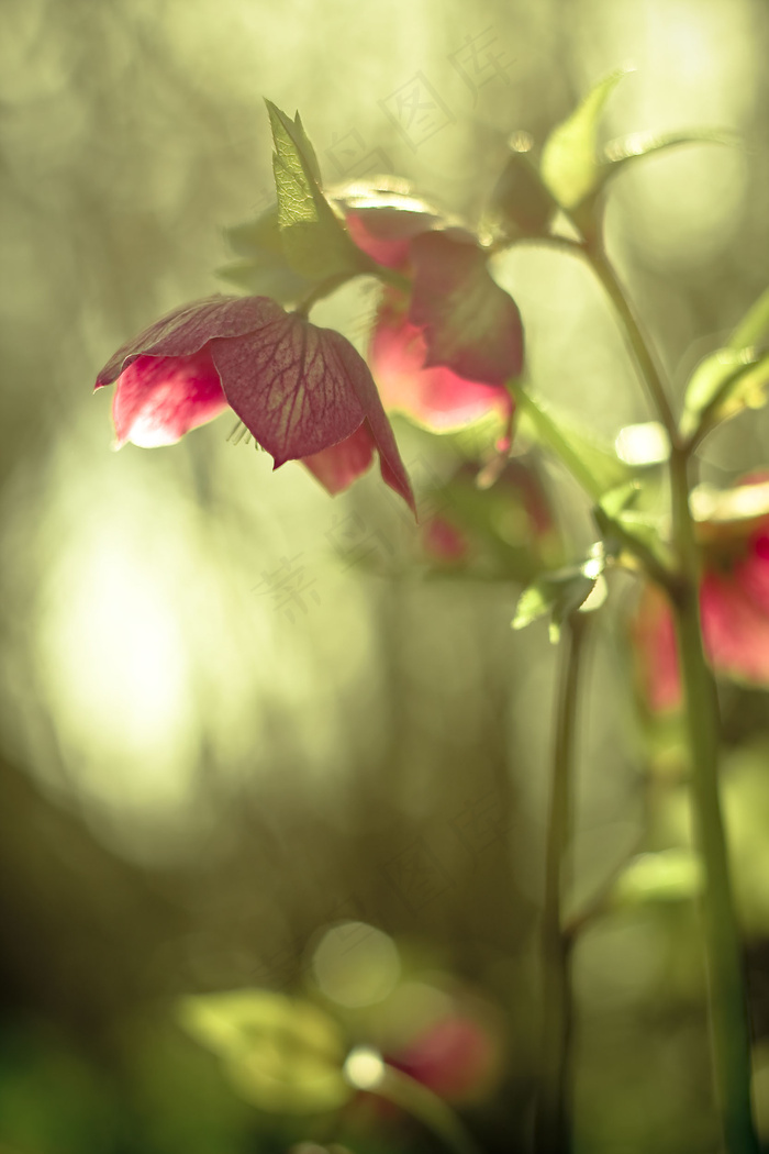 她在天堂的眼睛，会穿过那片通风的区域，如此明亮，以至于鸟类会唱歌并认为那不是夜晚。