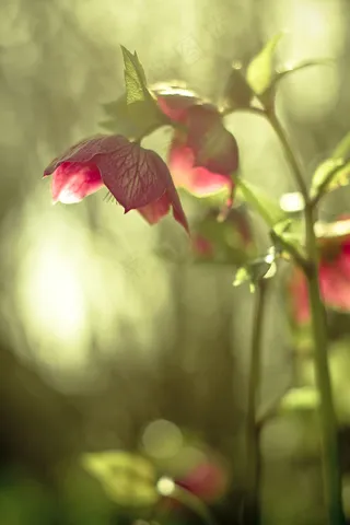 她在天堂的眼睛，会穿过那片通风的区域，如此明亮，以至于鸟类会唱歌并认为那不是夜晚。
