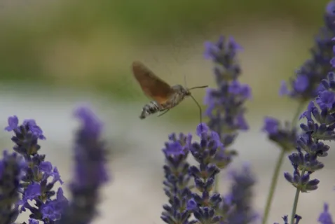 羽叶薰衣草,假荆芥,牛膝草,牛舌草,蜜蜂,DSC03610(复制) 羽叶薰衣草,假荆芥,牛膝草,牛舌草,蜜蜂,DSC03610(复制)
