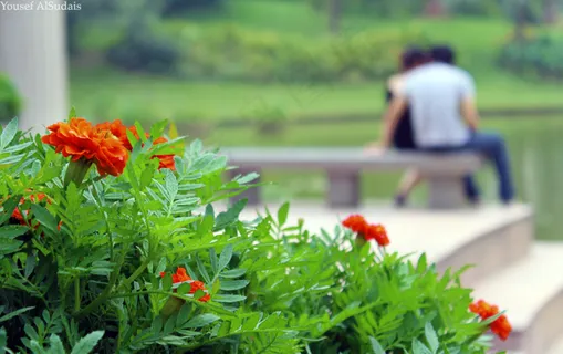 花卉,盆栽植物,沙宾罂粟,花丛,罂栗花,ِنّي أُحبّكِ .. رُغمماكانا！