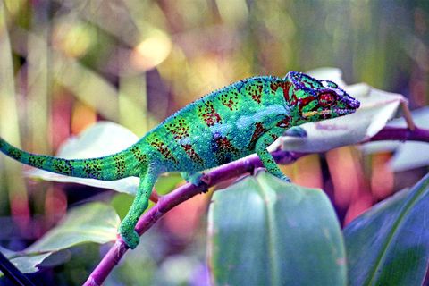 留尼汪岛Chamaeleo pardalis 留尼汪岛Chamaeleo pardalis