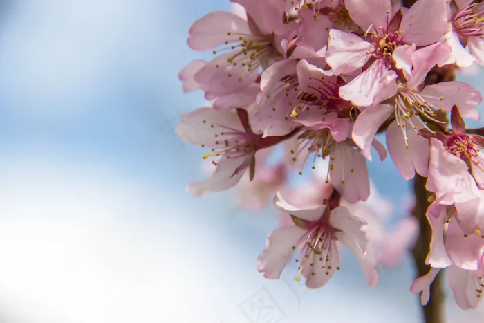 晚樱,桃花盛开,云南樱花,榆叶梅,樱花,樱花盛开