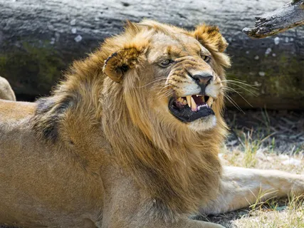 狮子,狮虎兽,油画,工笔画,卡通动漫人物,小狮子生气和说谎