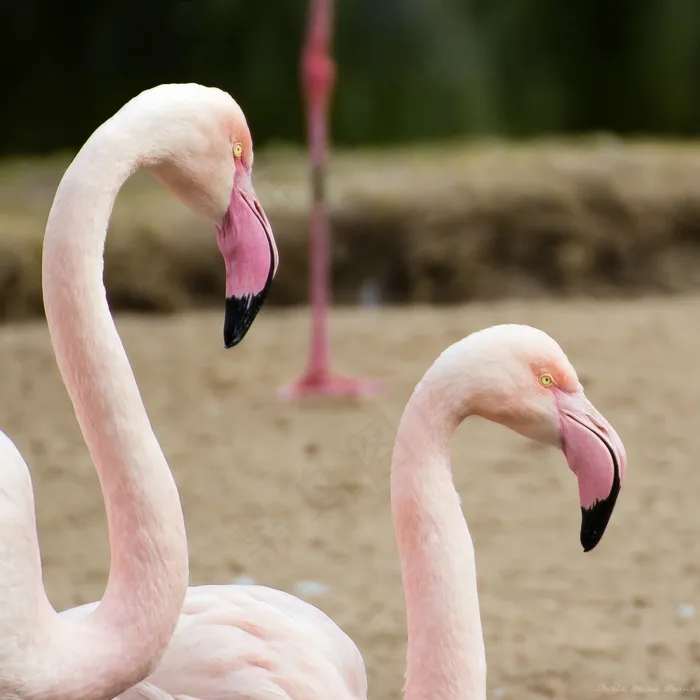 红鹳,鹈鹕,天鹅,玫瑰琵嘴鹭,琵鹭,火烈鸟威廉