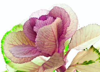 图像素材,工笔画,工艺品,手绘花,,羽衣甘蓝3