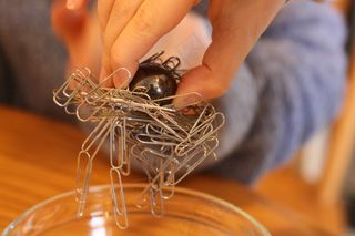 节肢动物,手,吊坠,虫子,回形针,1月16日-磁铁实验