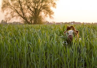 植物,稻田,树,玉米,稻飞虱,怪异的场