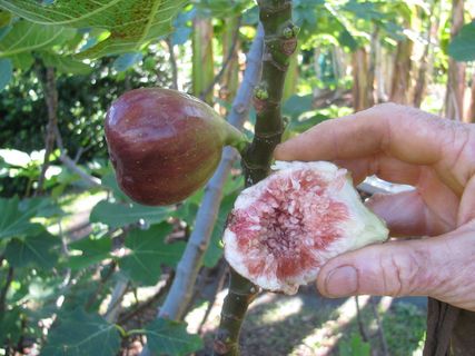 starr-121108-1121-Ficus_carica-Brown_Turkey_fruit-Pali_o_Waipio-Maui