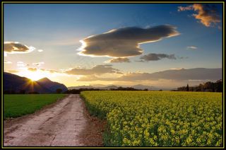 草原,油菜花,天空,稻田,江岭,夏令营杜兰特太阳报
