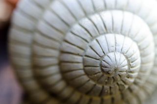 菊石,鹦鹉螺,羽毛球,纸鹦鹉螺,吸顶灯,螺旋{探索}