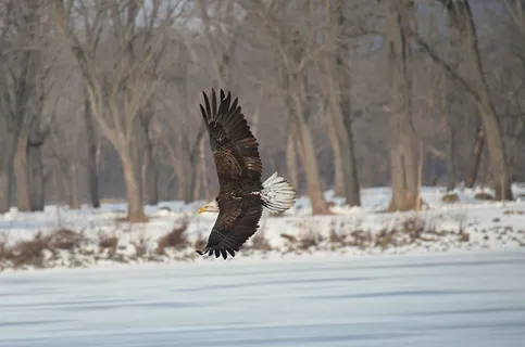 密西西比州的秃头鹰