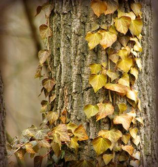 植物,黄叶,花卉,桂林海洋银杏,落叶,常春藤