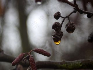 植物,迎春雪梅,吊坠,手链,工艺品,液体阳光