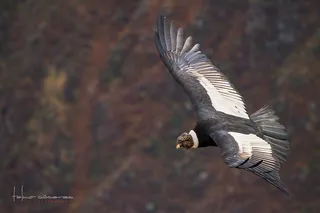 Cañóndel Colca，阿雷基帕-秘鲁。