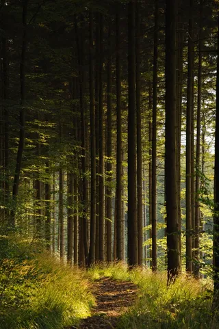 生态林,松林,竹林,阳光森林,白桦,晚上森林