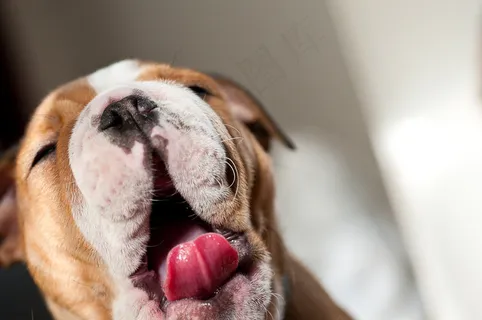 被子,宠物犬,床,牛头梗,英国斗牛犬,桃子 被子,宠物犬,床,牛头梗,英国斗牛犬,桃子