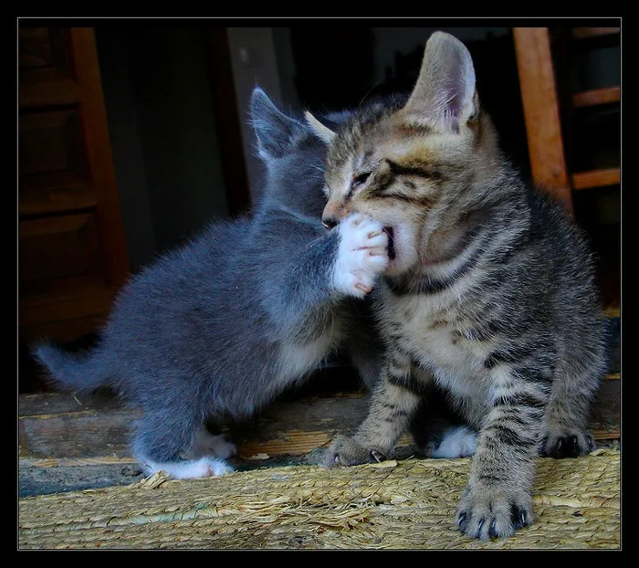 美国短毛猫,猫,狸花猫,猞猁,挪威森林猫,猫在玩