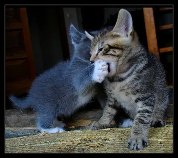 美国短毛猫,猫,狸花猫,猞猁,挪威森林猫,猫在玩