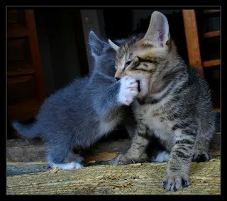 美国短毛猫,猫,狸花猫,猞猁,挪威森林猫,猫在玩